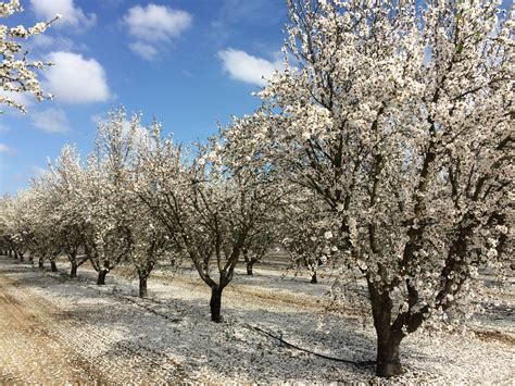 2016 Almond Bloom Considerations The Almond Doctor