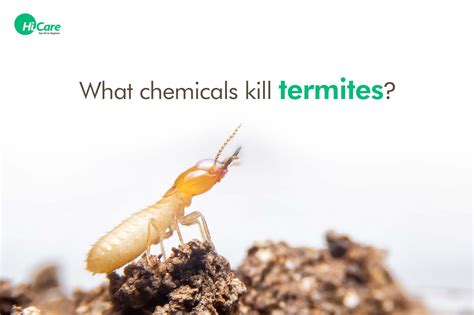 top 5 chemicals that kills termites easily hicare