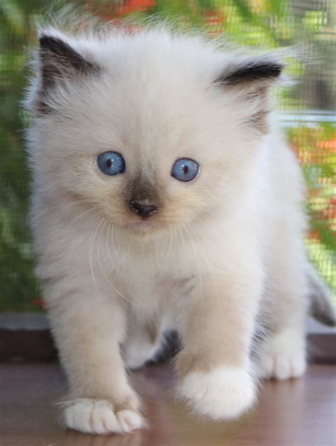 Ragdoll kittens for sale in alabama; Ragdoll Cats For Sale | Orlando, FL #243600 | Petzlover
