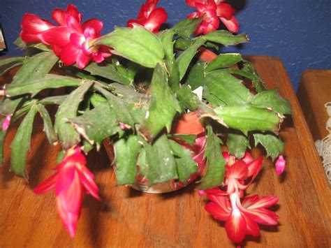 I have a christmas cactus that is not doing so well. Deck the Halls with Christmas Cactus