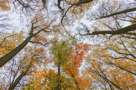 Perspective View Of Autumn Bright Colorful Trees Bottom Up View