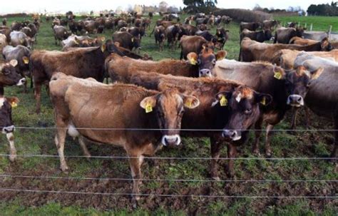 Nouvelle Zélande Plus de vaches disparaissent mystérieusement une enquête est ouverte