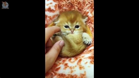 Supper Cute Kittens In The World 4 Cute Vn Video Dailymotion
