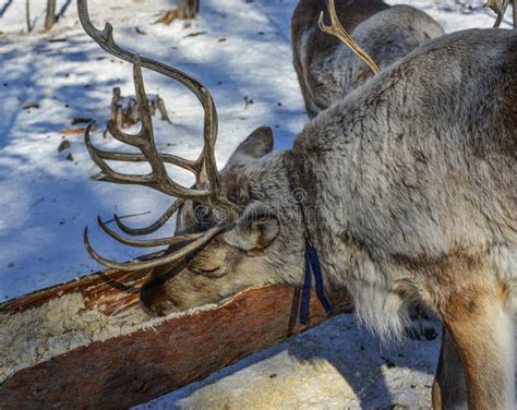 Wild Reindeer At Winter Forest Stock Image Image Of Antler Great