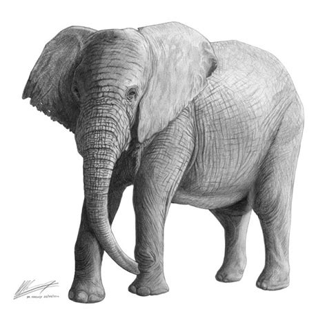 South African Elephant A3 Pencil Drawing Matt Harvey S Portfolio