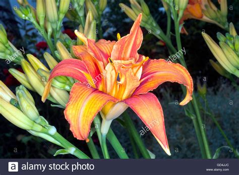 Daylilies Hi Res Stock Photography And Images Alamy