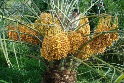 Edible Date Palm ~degelet Noor~ Phoenix Dactylifera