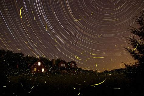 Beautiful Long Exposure Shot Of Fireflies And Star Trails Petapixel
