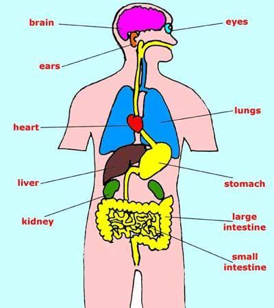 In the following article, we take a look at the important internal organs of the human body and their functions in the bigger biological system. Organs of the human body - An interactive game! | We, The ...