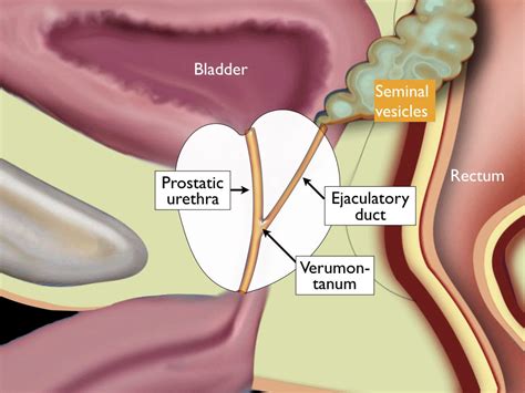 Anatomy Of Prostate