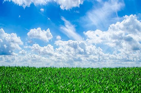 Hd Wallpaper Green Grass Field Under Blue Sky And White Clouds Background Wallpaper Flare