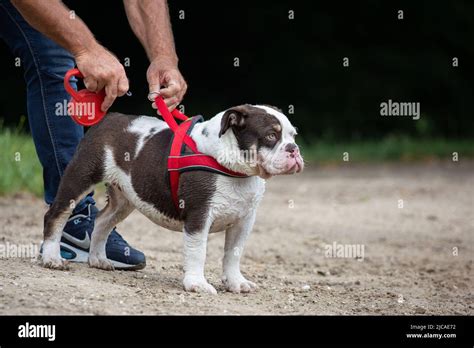 Man Clipping Lead On Bulldog Before Walking The Dog Stock Photo Alamy