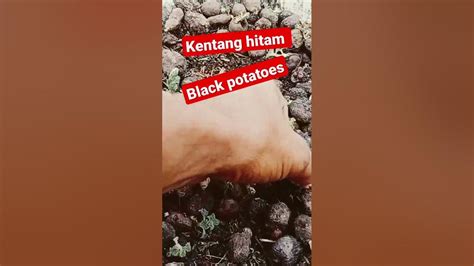 Kentang Hitam Black Potatoeskentang Ireng Jerrymantik5477 Youtube