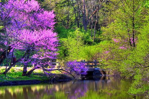 Spring Blossoms On Lake Marmo Photograph By John Absher Fine Art America