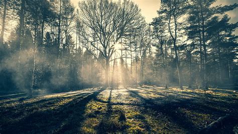 Earth Sunbeam Fog Forest Hd Wallpaper Peakpx