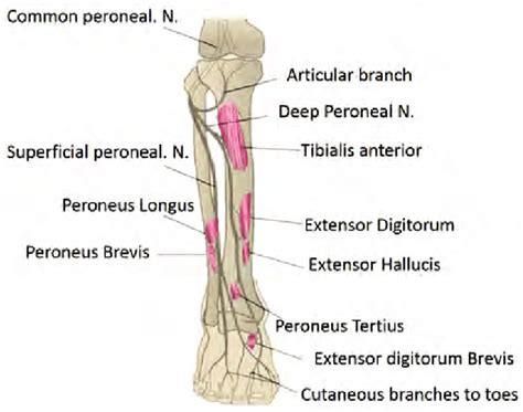 Anatomy Of Peroneal Nerve