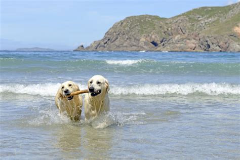 The Best Dog Friendly Beaches In The Uk Canine Cottages