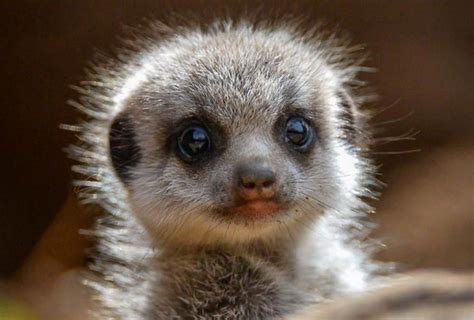Baby Meerkat Weve Put Together Some Of The Best The Cutest And The