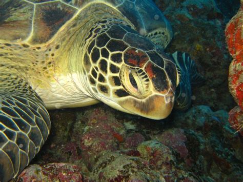 Beautiful Sea Turtle Turtle Green Sea Turtle Sea Turtle