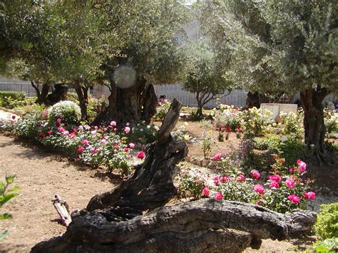 Where Is The Garden Of Gethsemane Israel Tours Maranatha Tours