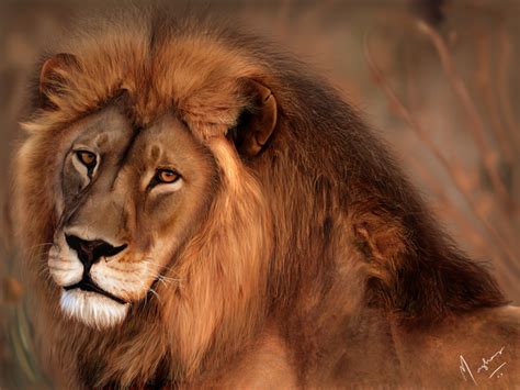 Animals Wallpapers King Of The Jungle African Lion Hd