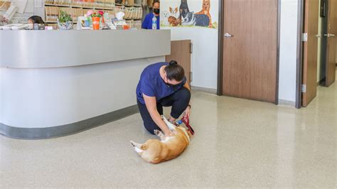 San Diego, CA 92126 Veterinary Jobs | American Animal Hospital