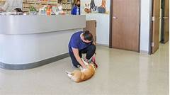 San Diegos Premier Vet Hospital Now Hiring Explore Exciting Career Opportunities