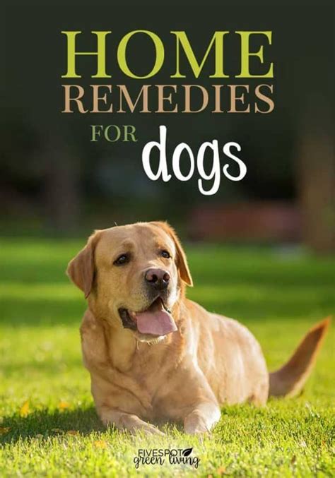 5 Effective Home Remedies For Dogs Allergies Dog Allergies Dog Skin