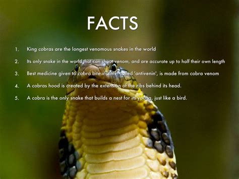 King Cobra Facts And Pic King Cobra Cobra Facts