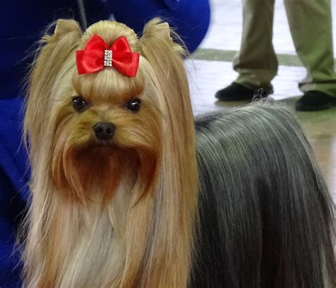 Best In Show Thousands Of Dogs Compete For Westminster Dog Show Title
