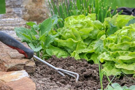 The Best Home Gardening Essentials List