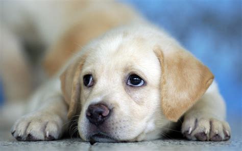 Cute Labrador Puppy Hd Desktop Wallpaper Widescreen High