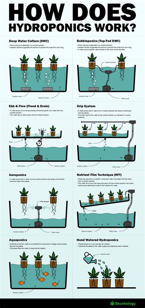 How Does Hydroponics Work Infographics