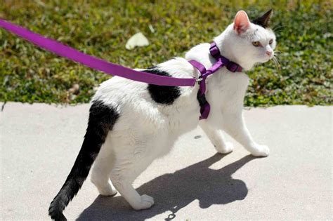 Only when your cat is fully comfortable with this new wardrobe choice should you attempt to put it on. Walking Your Cat on Leash… and Doing it Safely, Learn How ...