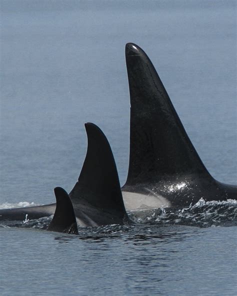 Orcas Killer Whales
