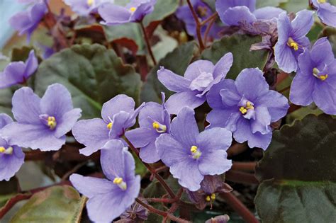 African violet | plant | Britannica