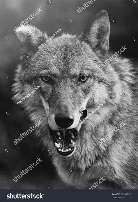 Hungry Wolf Stock Photo 363547643 Shutterstock
