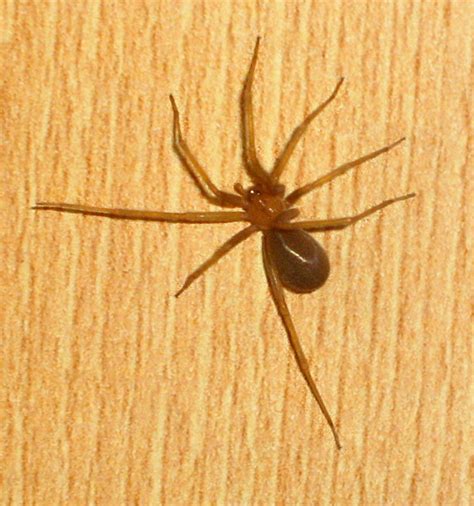 Most Dangerous Spiders In California Owlcation