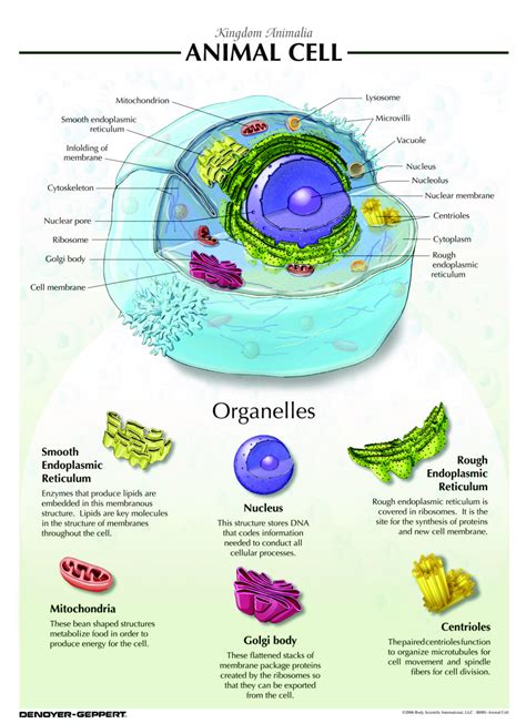 Facts About Animals Cells Animal Big