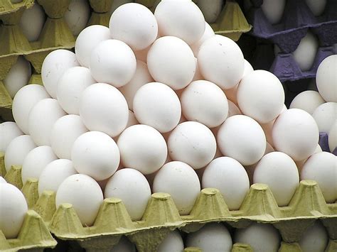 Top Exporters Of Eggs In Shell WorldAtlas