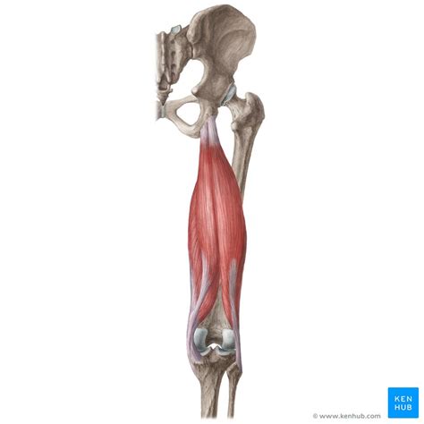 Ligaments And Tendons In Upper Leg Anatomy Of Knee 1 The Collagen