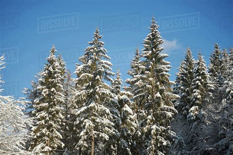 Snow Covered Norway Spruce Picea Abies Trees In Forest In Winter