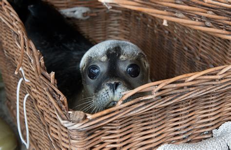 Abandoned Seals Returned To Wild Photo 1 Pictures Cbs News