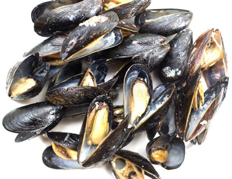 Fresh Cooked Mussels Stock Photo Image Of Shell Fresh 92609572