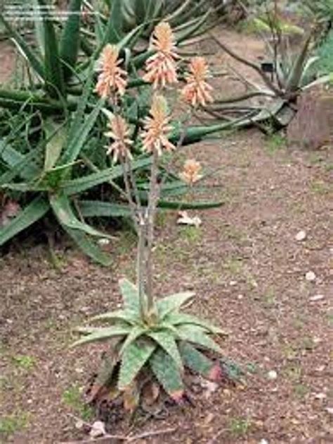 Spotted Aloe Plant Care Growing Basics Water Light Soil