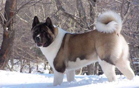 Akita Dog Breeds Facts Advice And Pictures Mypetzilla Uk