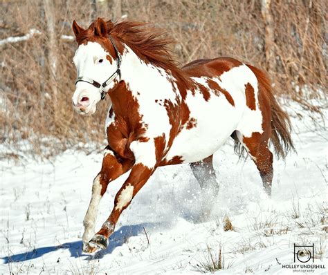 Beautiful Paint Horses