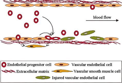 Endothelial Progenitor Cells Arteriosclerosis Thrombosis And