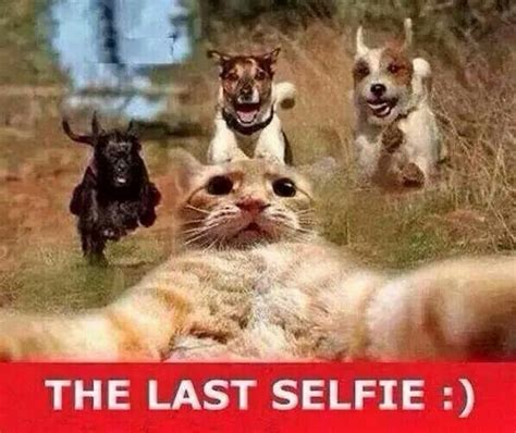 Dogs Chasing A Cat Cat Takes Selfie Funny Animals Animal Jokes