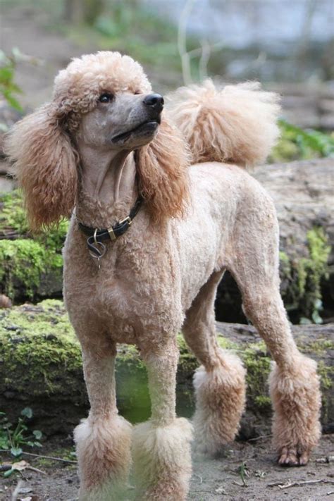 Chó Poodle Đặc điểm Phân Loại Và Cách Nuôi Ask Answers Wiki